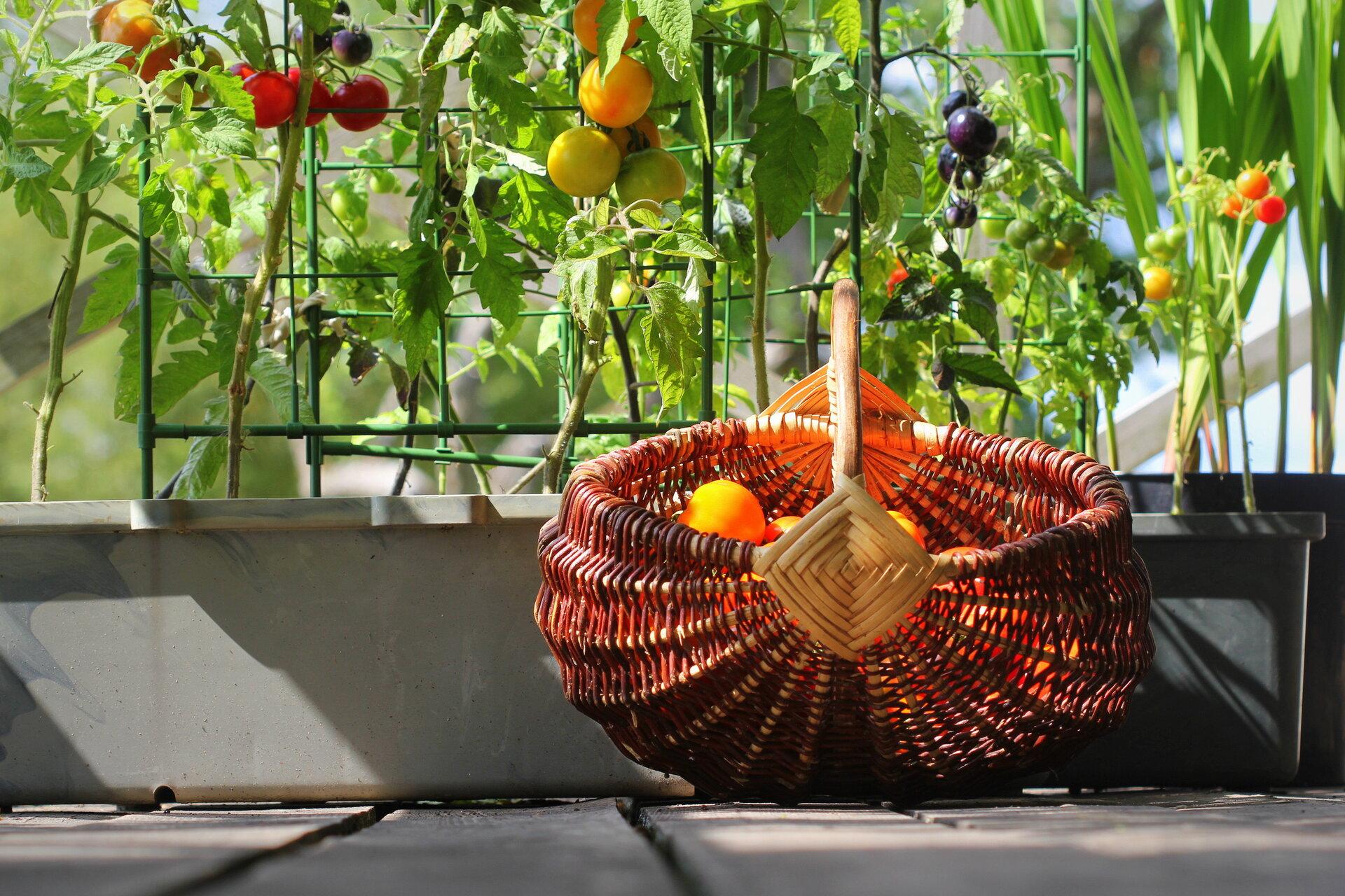 Korb voll mit Obst und Gemüse aus Garten auf einer Terrasse. Dahinter wachsen rote, orange, gelbe und schwarze Tomaten am Strauch.