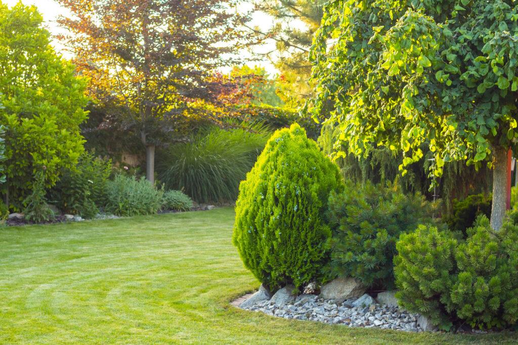 Hausgarten mit dekorativen Bäumen und Pflanzen. Landschafts- und Gartenkonzept