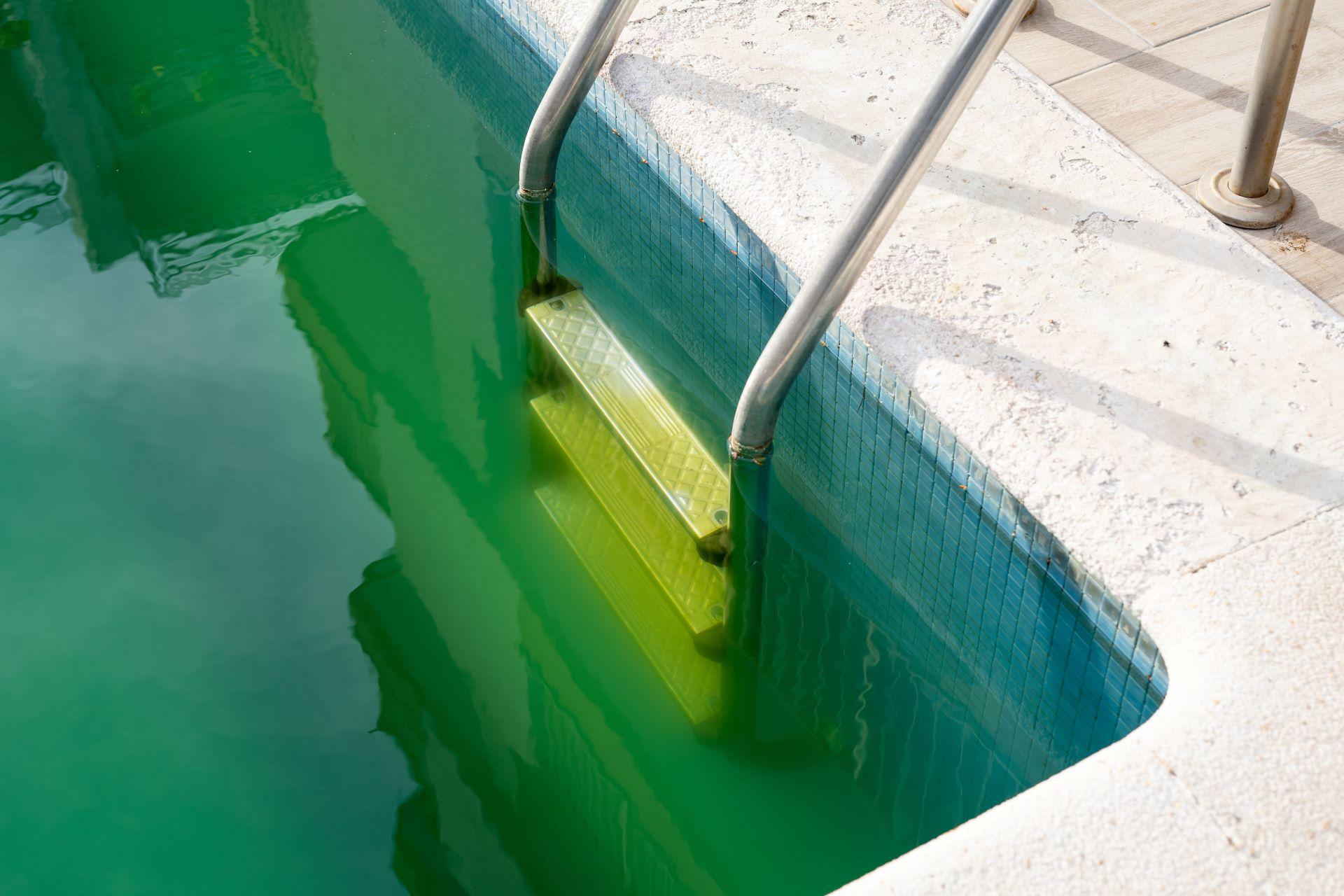 Grünes Poolwasser mit Algenablagerung