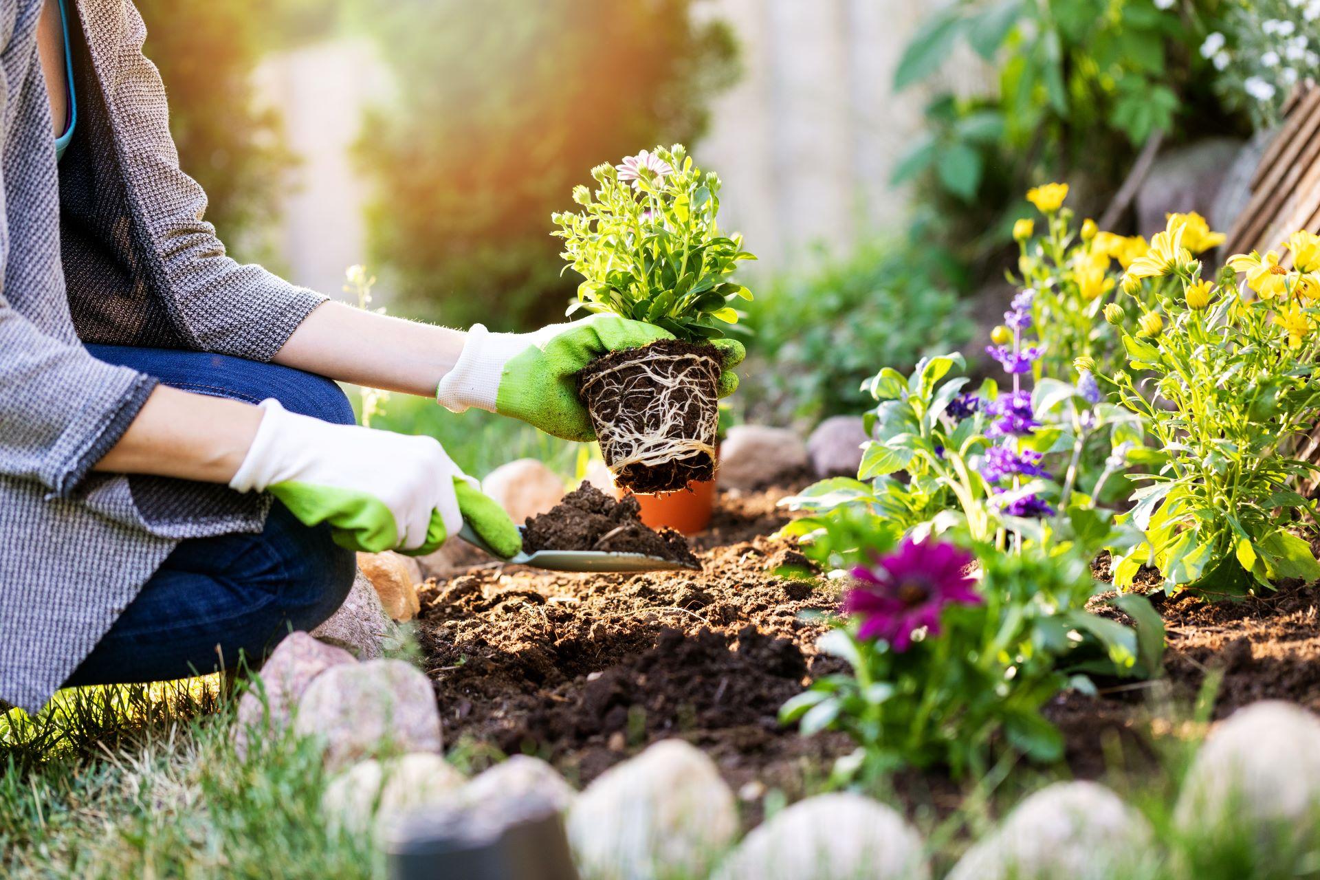 Frau pflanzt Blumen im Gartenbeet